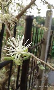Alangium lamarckii flower6.jpg